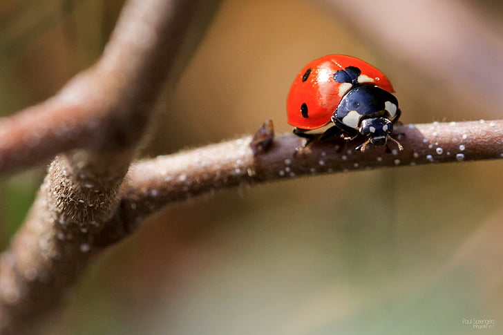 ladybug, macro, bug, nature