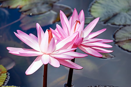 water lilies, lily pink, flowers, bloom, pond, aquatic plant, lake rose
