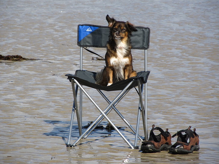 dog, sea, beach, holiday, rest, wait, chair