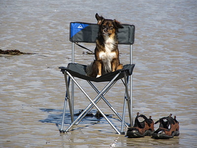 cão, mar, praia, férias, descanso, Espere, cadeira