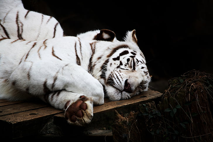 Tigre, Branco, gato, predador, animal, vida selvagem, sono