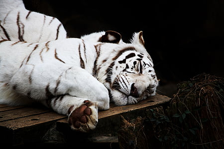 เสือ, สีขาว, แมว, นักล่า, สัตว์, สัตว์ป่า, นอนหลับ