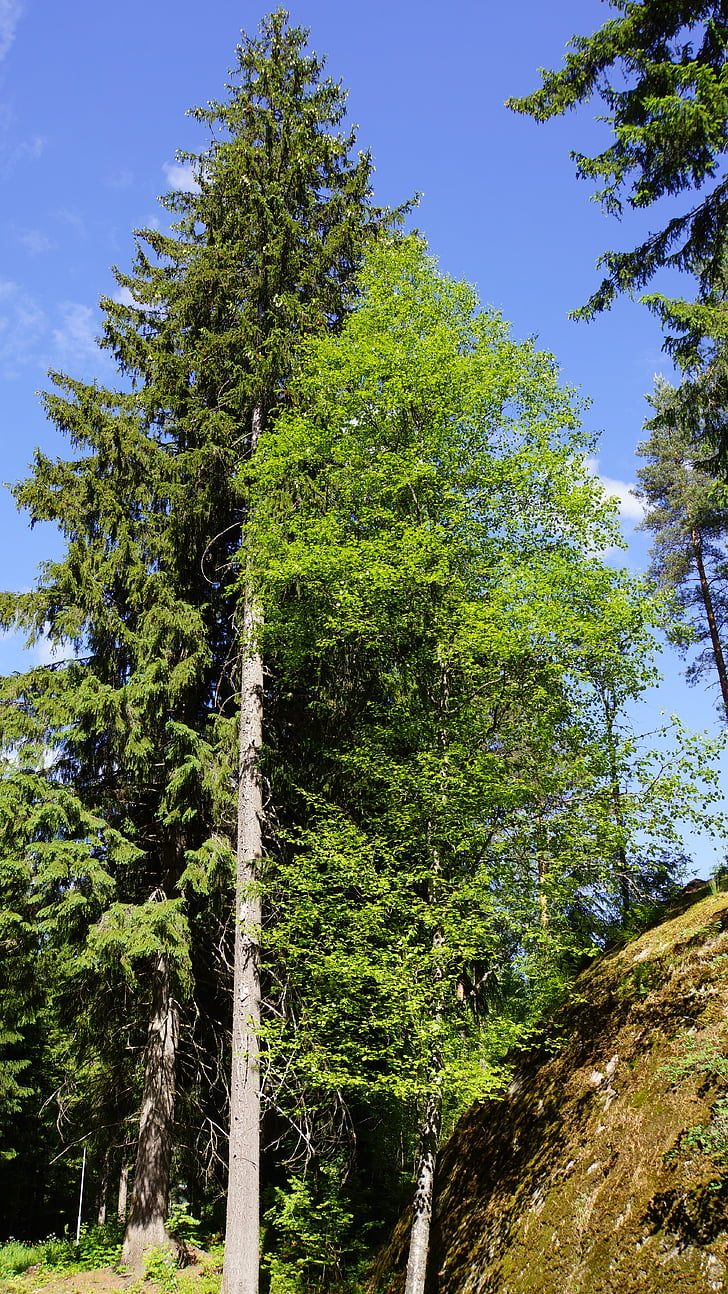 finlandesa, l'estiu, bosc, coníferes, arbre de fulla caduca, sis, bedoll
