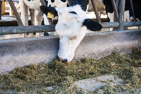 cow, stall, dairy, animal, cattle, ranch, farm