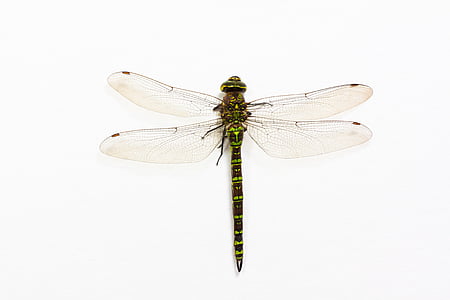 dragonfly, insect, animal, wing, chitin, shiny, green