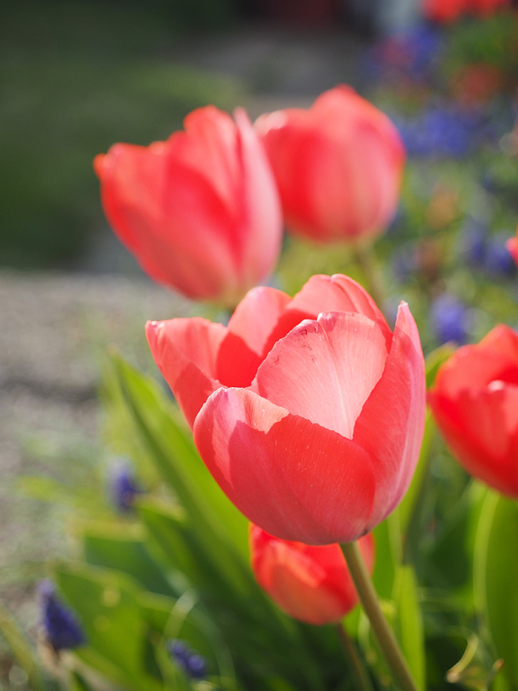 Tulip, rød, blomst, våren, Lukk, fargerike, farge