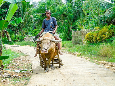 фермер, Ride, ферми, Сільське господарство, тварини, відкритий, Азія