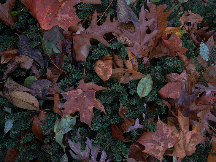 Осінь, Осіннє листя, Осінні листи, Буш, вічнозелених, падіння, друзі по переписці