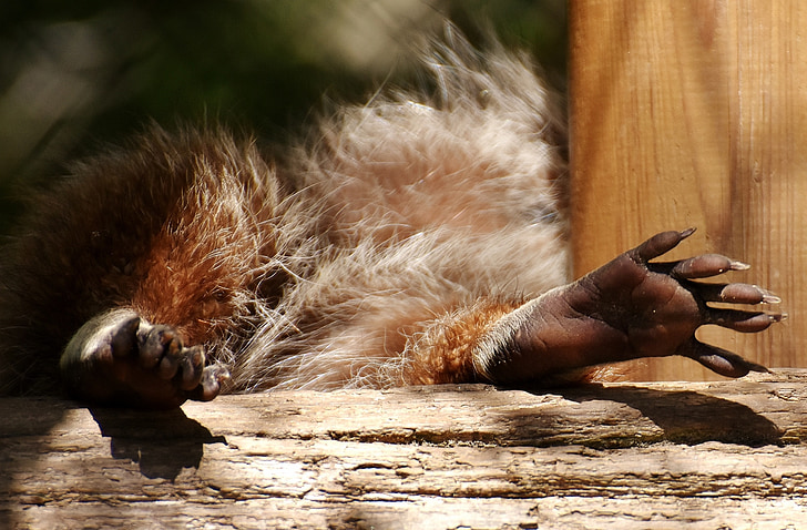 raccoon, feet, concerns, paws, cute, animal, wildlife photography