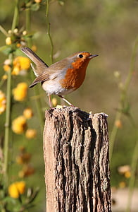 robin, post, flowers, bird, nature, red, wildlife