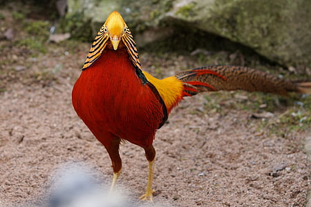 pheasant, goldfasan, bird, species, plumage, animal world, zoo sababurg