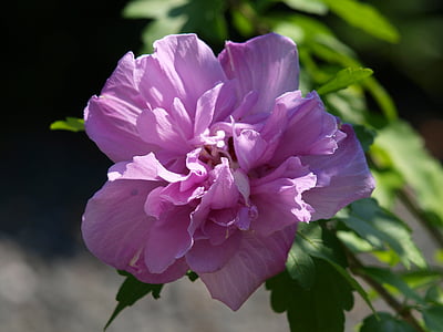 hibiscus, blossom, bloom, close, plant, mallow, purple