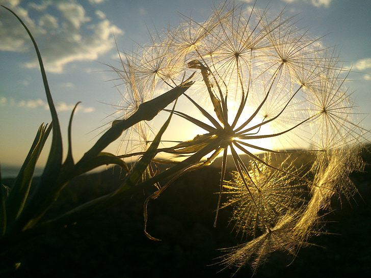 pissenlit, lumière du soleil, Solar, plume