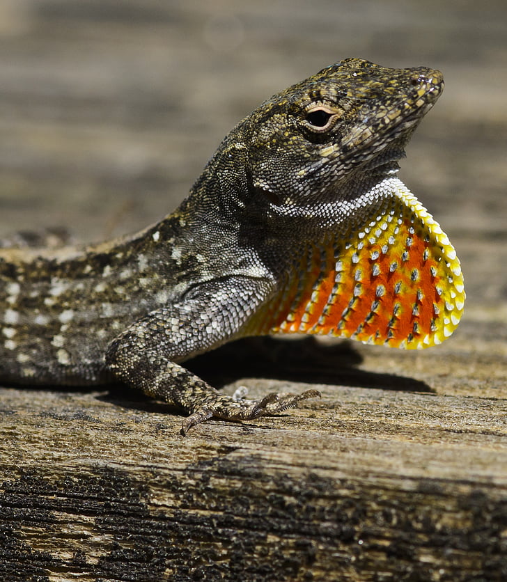 lizard, orange, red, neck, reptile, colorful, nature
