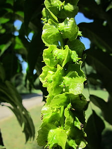 pterocarya fraxinifolia, Кавказький wingnut, waln кавказька, дерево, фрукти, горіх, Флора