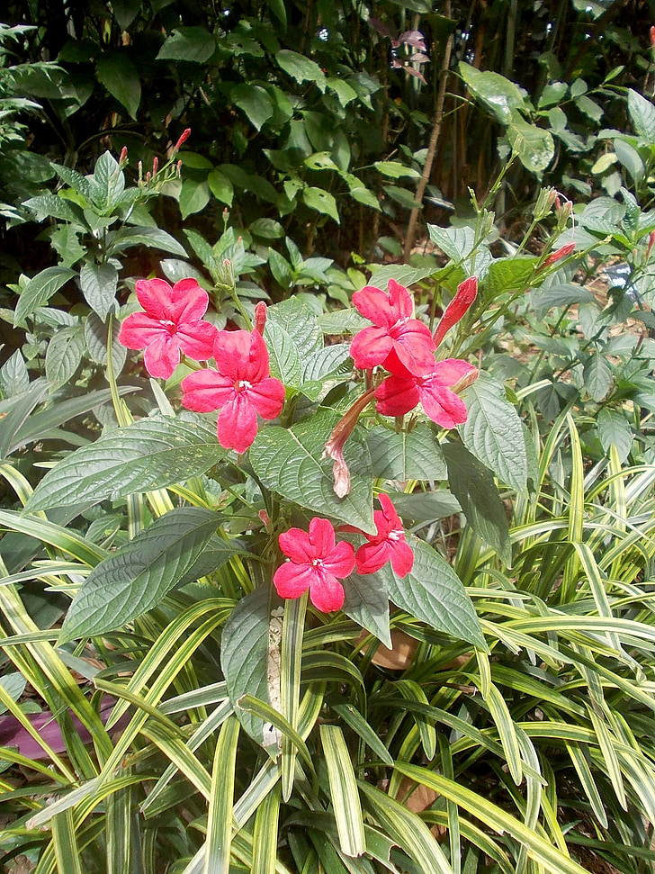 flori, Peradeniya, Sri, Lanka, florale, plante, naturale