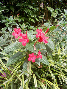 kukat, Peradeniya, Sri, Lanka, kukka, kasvit, luonnollinen
