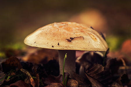 mushrooms, undergrowth, season, autumn, forest, nature, fungus