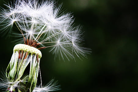 dandelion, seeds, pointed flower, meadow, nature, close, flower