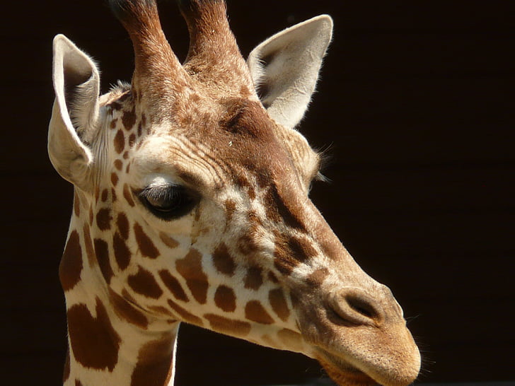 reticulated giraffe, Sjiraff, Afrika, øye, mønster, ører, horn