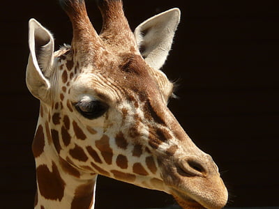 girafa reticulada, girafa, África, olho, padrão, orelhas, chifres