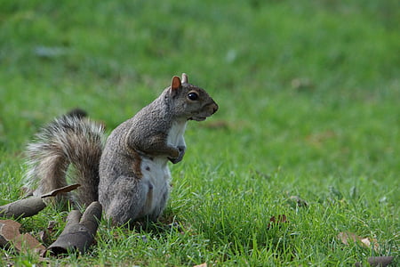 squirrel, animals, cute, the lawn, green, look for