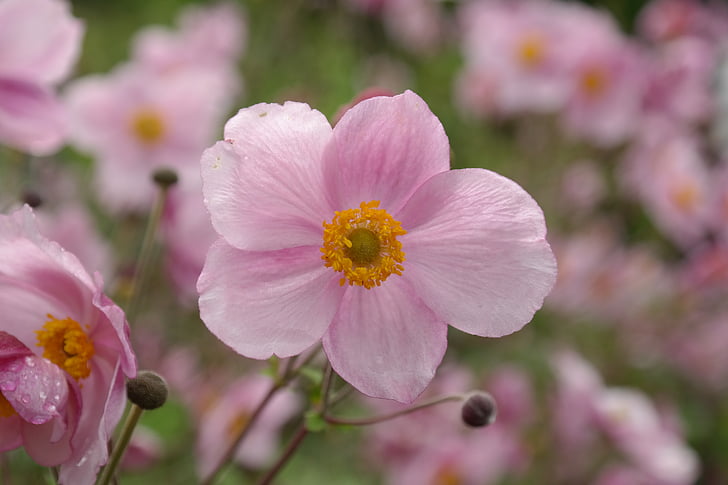bloom, blossom, flora, flowers, macro