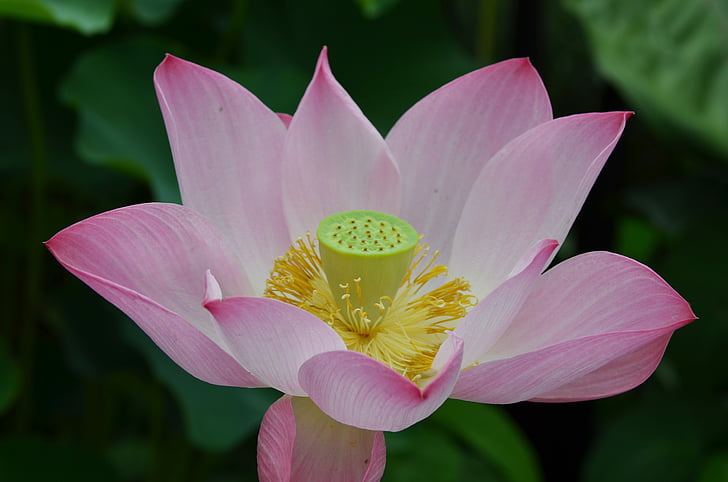 east indian sacred lotus, flower, lotus, sacred, indian, asia, oriental