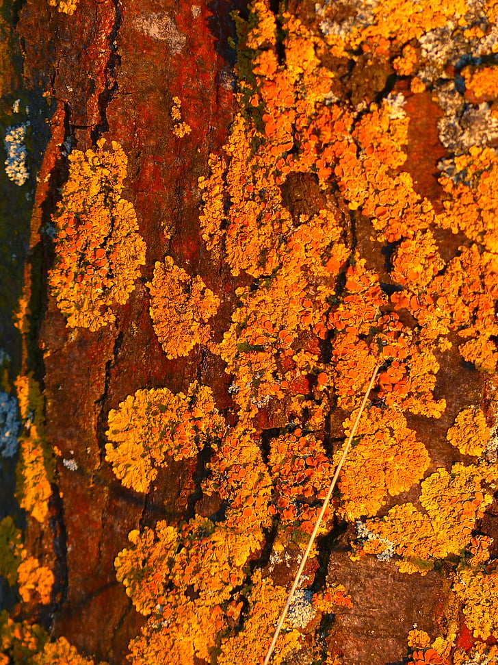 tree, log, weave, overgrown, ordinary gelbflechte, yellow lichen, xanthoria parietina