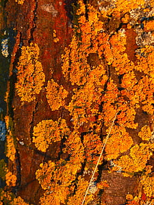 træ, Log, væver, tilgroet, almindelige gelbflechte, gul lichen, xanthoria parietina