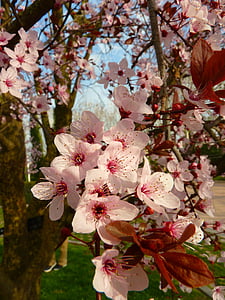almond blossom, Blossom, mekar, pohon, merah muda