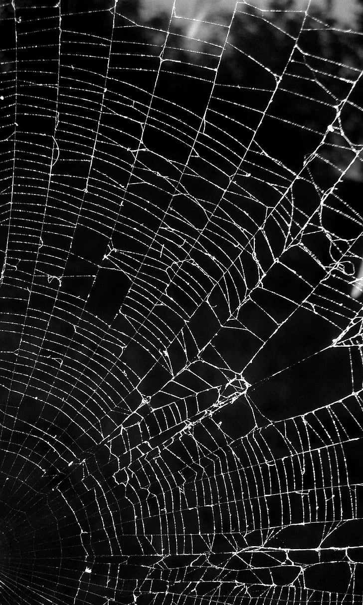 black and white, dark, portrait, spider, spider web, nature, fragility
