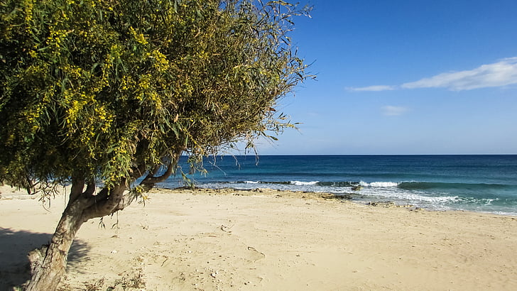 Ciper, Ayia napa, : Makronissos beach, drevo, nebo, modra
