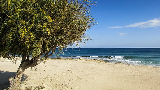 塞浦路斯, 阿依纳帕, makronissos 海滩, 树, 天空, 蓝色