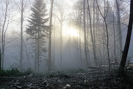 lasu, mgła, Słońce, Natura, drzewa, zimowe, jesień