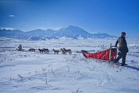 pes sled, sneg, divjine, gore, Denali national park, ohraniti, Alaska