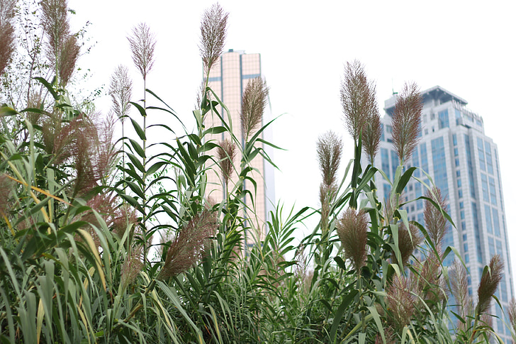 Reed, bangunan, musim gugur, kaki, tanaman