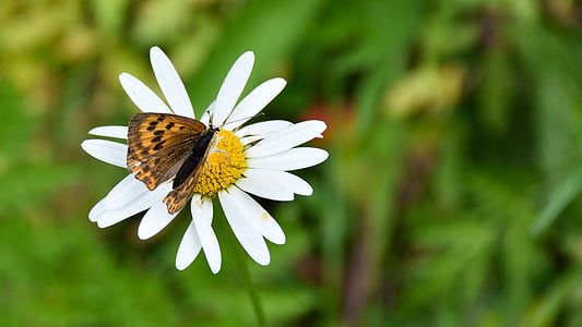 butterfly, marguerite, close, insect, flower, nature, yellow
