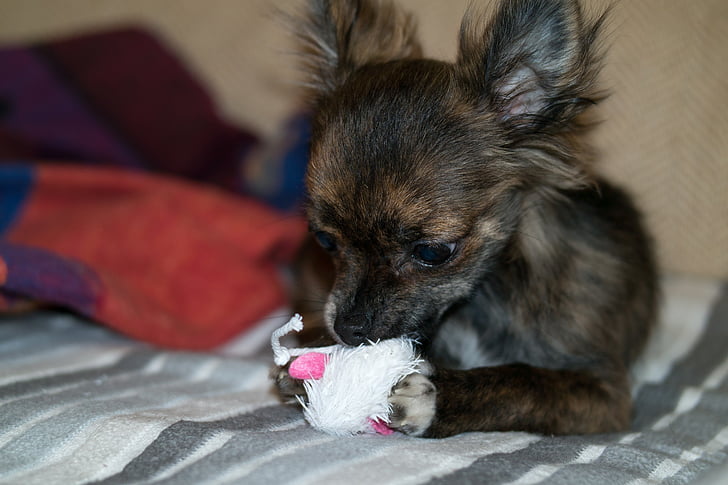 Chihuahua, hund, hvalp, baby, legetøj, hund stykke legetøj, spille