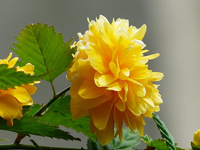 floare, floare, galben, Bush, Filiala, japoneză mate, kerria japonica