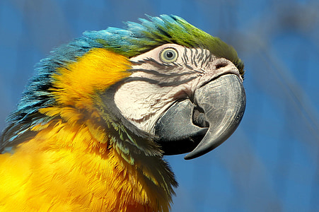 macaw, bird, beak, parrot