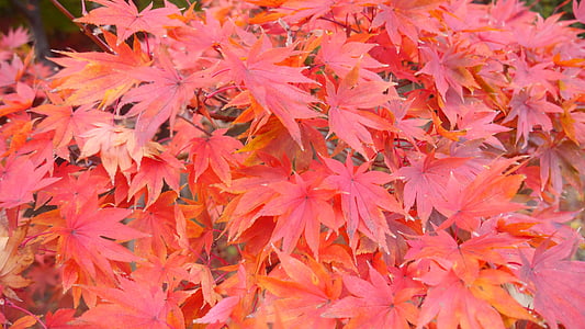 Oranje, Bladeren, Zuid-korea, bomen, herfst, blad, natuur