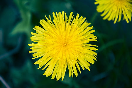 dandelion, flower, yellow, flowers, in the spring of, the nature of the, bloom