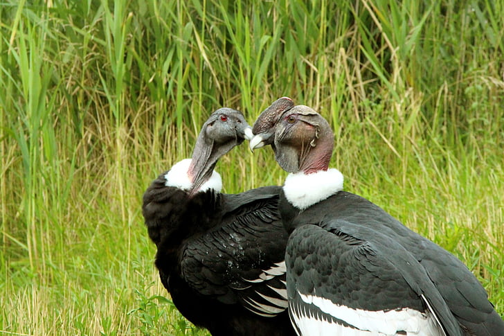 condor, condors, andean condor, bird, big bird, bald head, large wings