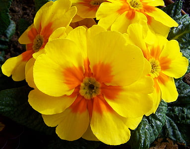 Primrose, bunga kuning, bunga musim semi, bunga, kelopak, kerapuhan, kuning