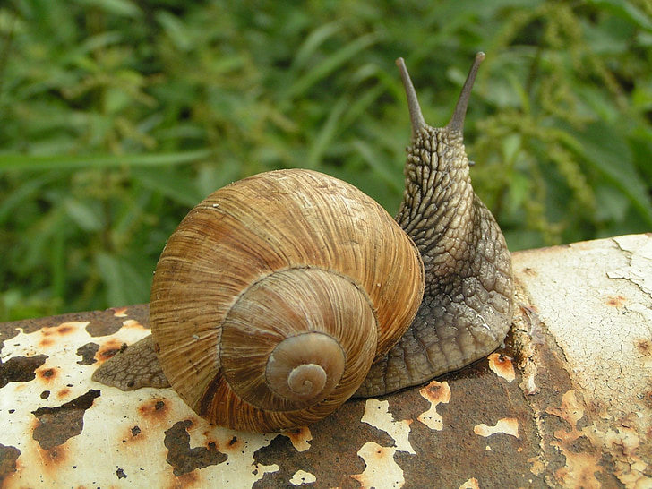 snails, coiled, shells, spiral, gastropoda, mollusc, slowness