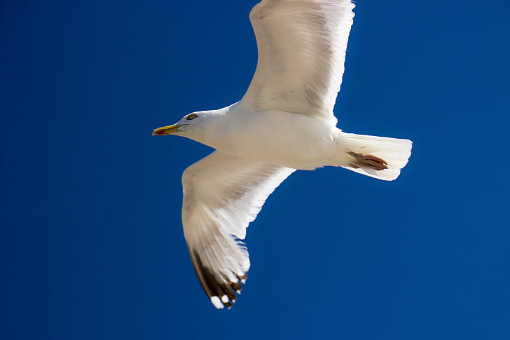 Sea gull, lintu, lokki, lentää