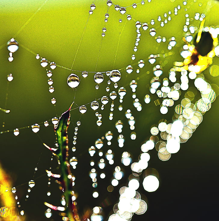 drops of water, rosa, macro, cobweb, the stem, sharpness, closeup