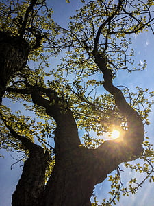 musim semi, Poplar, pohon, cabang