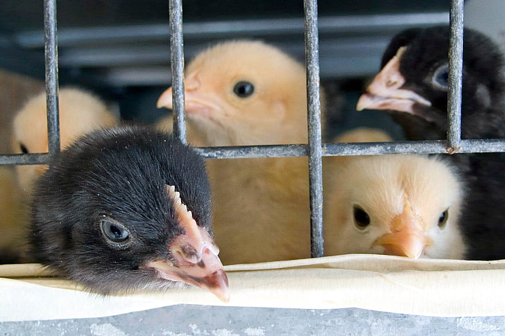 cage, chicks, babies, yellow, black, beak, chicken